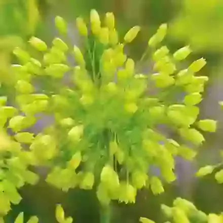 Chloranthum Yellow Fantasy